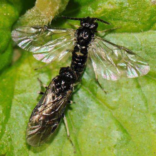 Blennocampinae