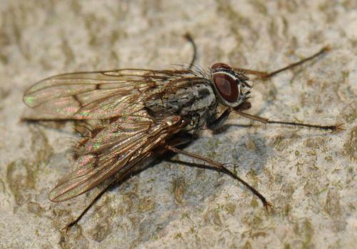 Réf. 44 073 : Phaonia fuscata