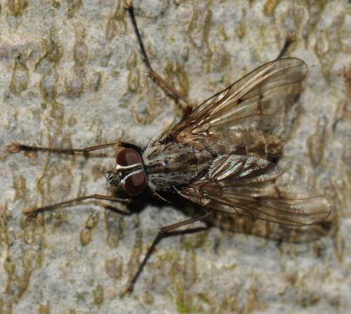 Réf. 44 075 : Phaonia fuscata