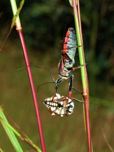 Gnathocera sp.