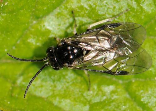 Blennocampinae