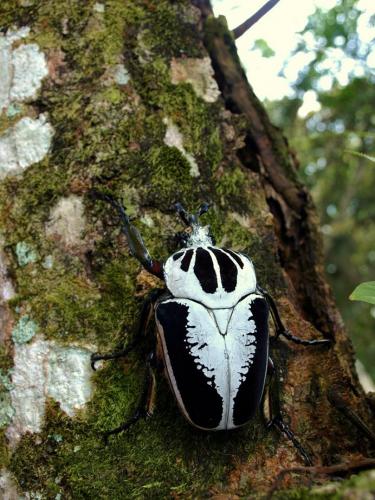 Goliathus regius