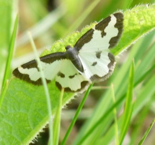 Réf. 44 400 : Lomaspilis marginata