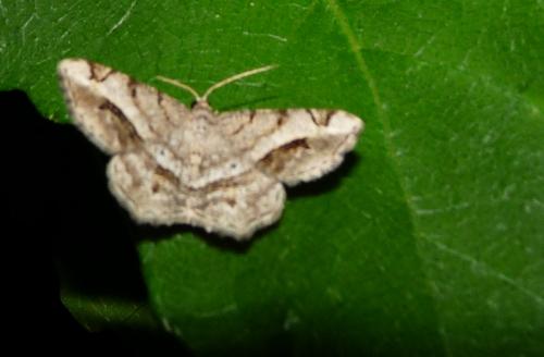 Réf. 44 931 : Chiasmia aestimaria