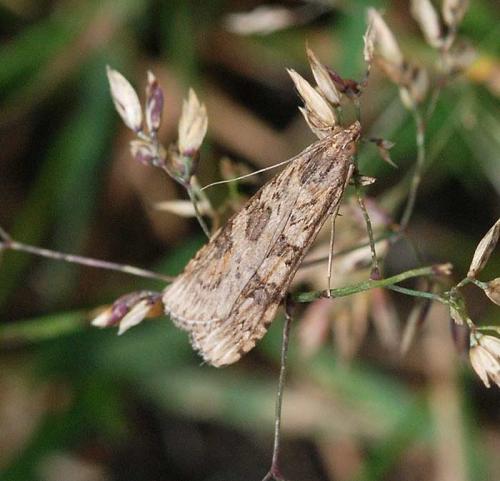 Nomophila noctuella