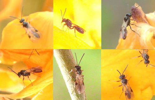 Réf. 44 631 : Tersilochinae inconnu