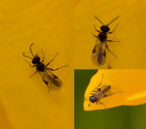 Réf. 44 343 : Tersilochinae inconnu