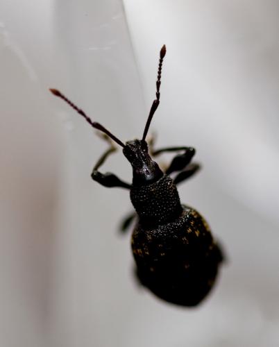 Otiorhynchus sulcatus