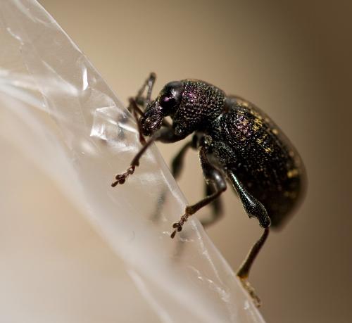 Otiorhynchus sulcatus
