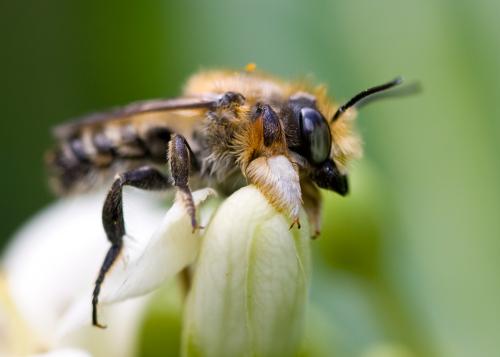 Megachile sp.