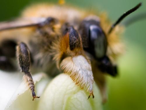 Megachile sp.