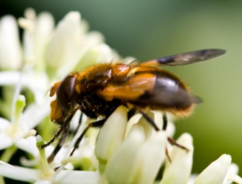Volucella inflata