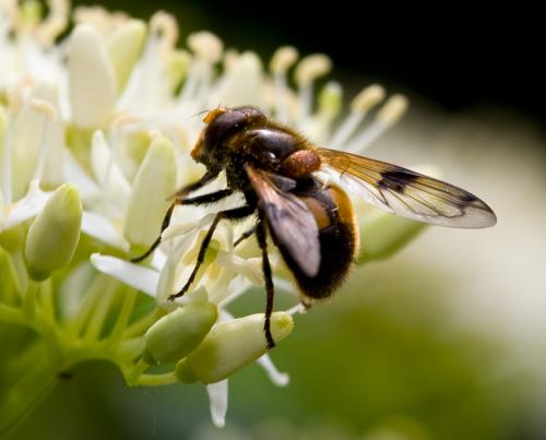 Volucella inflata