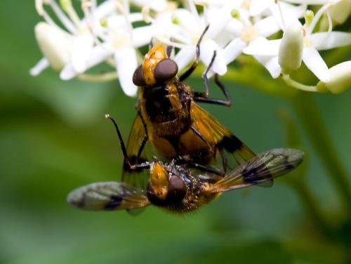 Volucella inflata