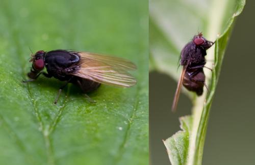 Réf. 44 960 : Minettia longipennis