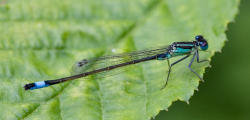 Ischnura elegans
