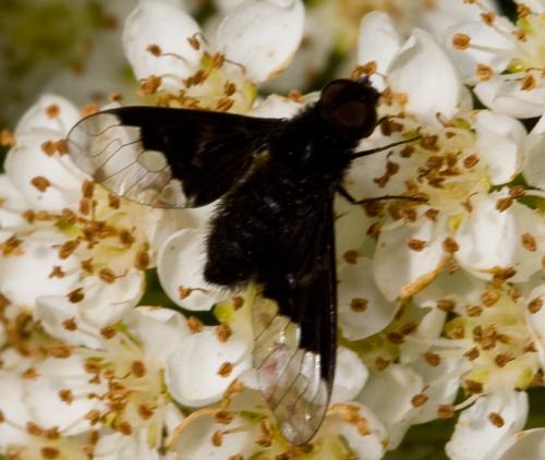 Hemipenthes morio