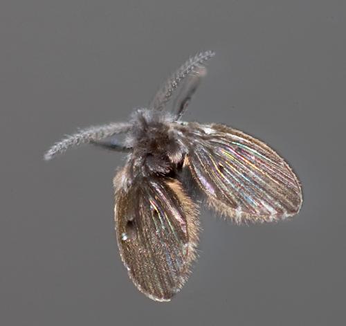Réf. 44 668 : Clogmia albipunctata