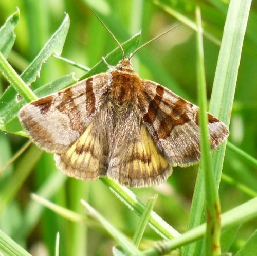 Euclidia glyphica