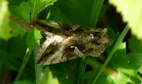 Réf. 44 405 : Autographa gamma