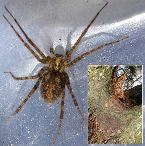 Réf. 44 292 : Tegenaria silvestris