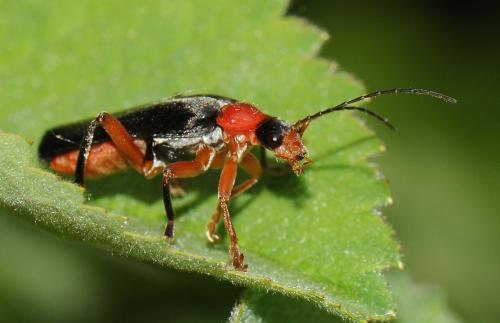 Cantharis pellucida