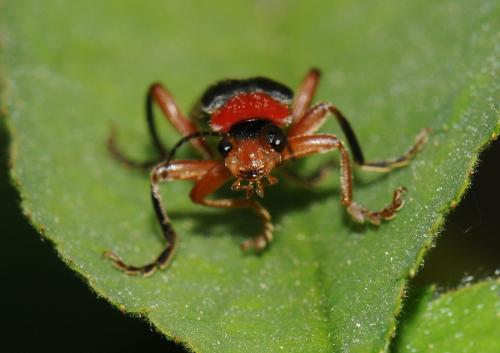Cantharis pellucida