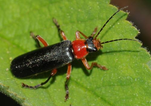 Réf. 44 166 : Cantharis pellucida