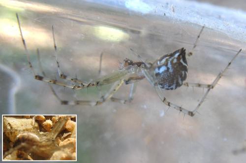 Linyphia sp.