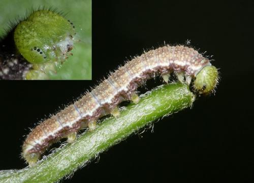 Libythea celtis