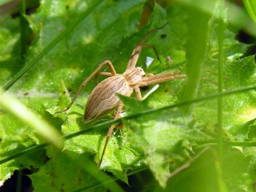 Pisaura mirabilis