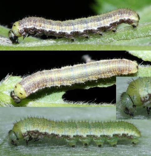 Réf. 44 796 : Libythea celtis