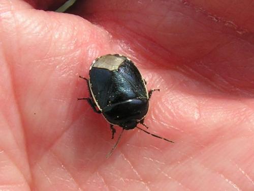 Réf. 44 975 : Canthophorus sp.