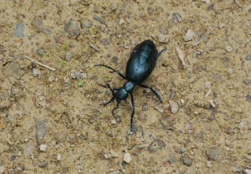 Meloe sp.