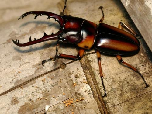 Prosopocoilus downesi savagei