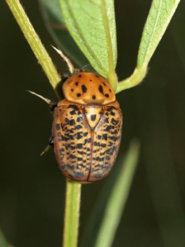 Porphyronota cinnamomea