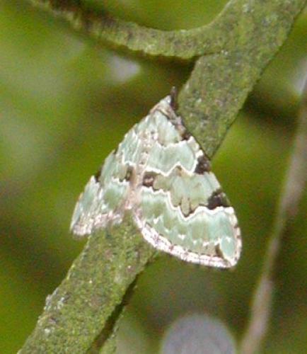 Colostygia pectinataria