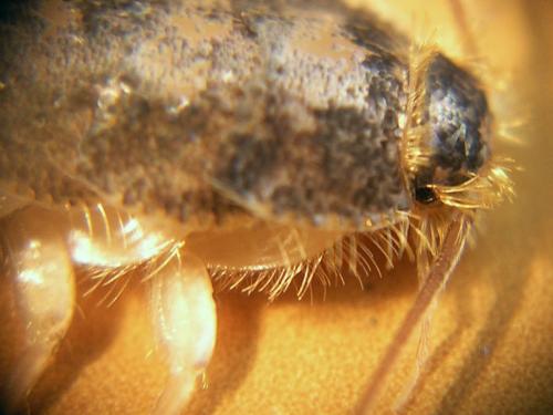 Réf. 44 339 : Ctenolepisma longicaudata