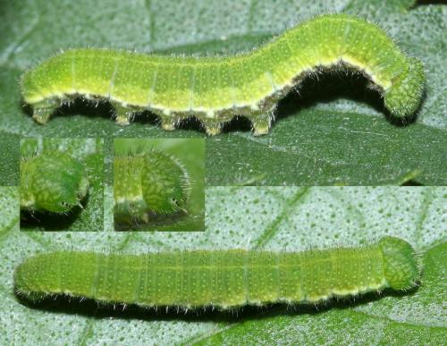Réf. 44 798 : Libythea celtis