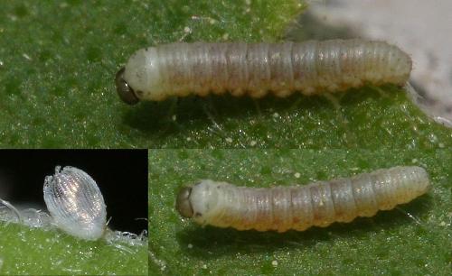 Libythea celtis