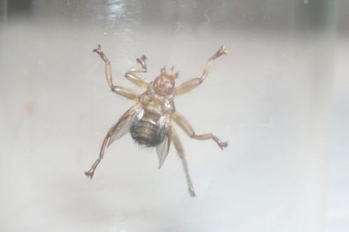 Crataerina pallida