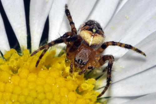Araneus diadematus
