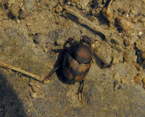 Onthophagus lemur