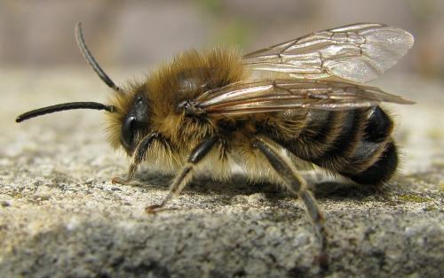 Réf. 44 921 : Colletes cunicularius