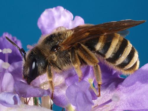 Halictus scabiosae