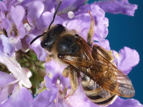 Réf. 44 871 : Halictus scabiosae