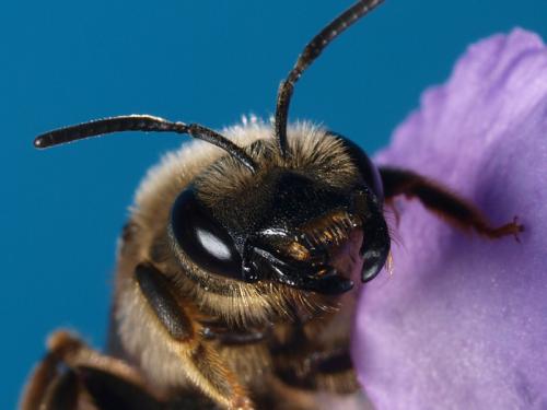 Halictus scabiosae