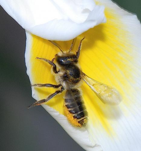 Réf. 44 217 : Megachile sp.