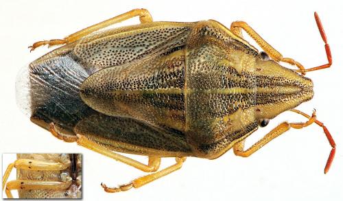 Réf. 44 192 : Aelia acuminata
