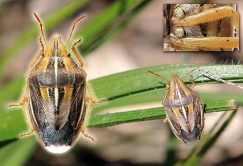 Réf. 44 191 : Aelia rostrata cognata